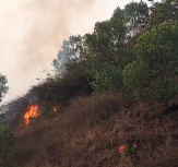 São Filipe: Incêndio destrói cafezais e árvores de fruto em Monte Vaca e autoridades avaliam prejuízos