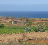 Porto Novo: Penúria de água e praga dos mil pés tiram o sono aos jovens agricultores da Casa de Meio