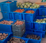Porto Novo: Agricultores esperam do novo governo a operacionalização do entreposto agrícola no Tarrafal de Monte Trigo