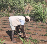 Porto Novo: Jovens agricultores de Ponte Sul/Chã de Mato pedem apoio do Governo na preparação das parcelas