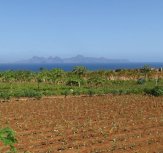 Porto Novo: Escassez de água e proliferação de pragas entre as principais preocupações dos agricultores