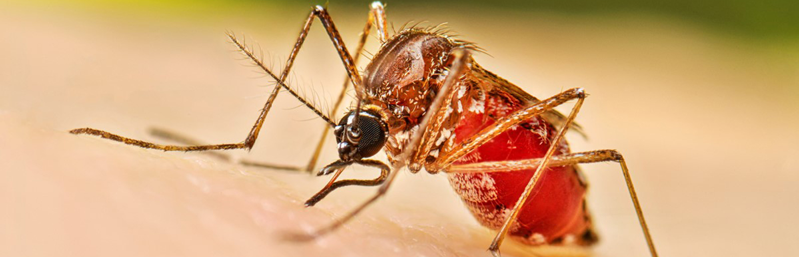 Maioria dos internados por dengue foram crianças e adolescentes