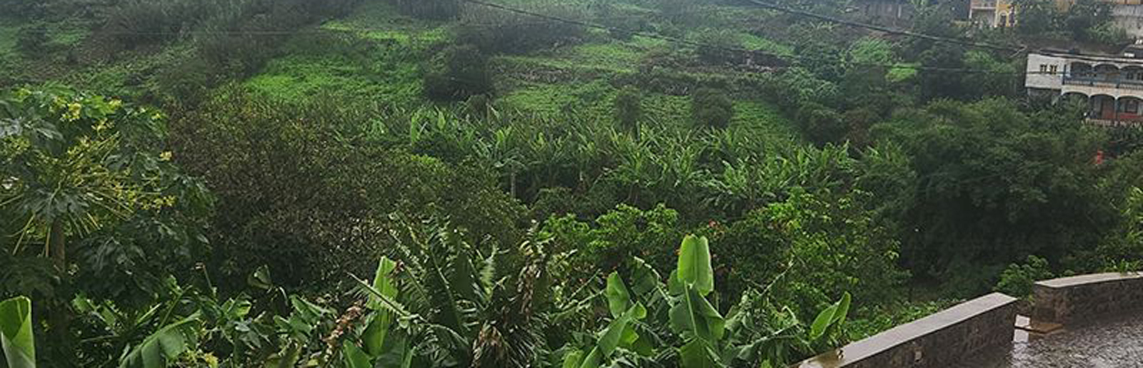 Brava: Últimas chuvas renovam esperança dos agricultores e garantem pasto para criadores