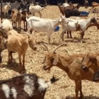 Governo subsidia em 50% alimentos para animais no âmbito do plano de mitigação do mau ano agrícola