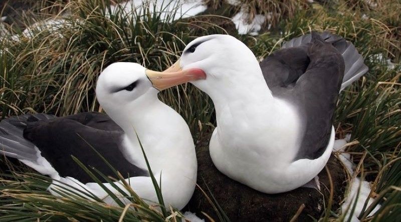 Fogo/Brava: Projecto Vitó promove workshop para reforçar conservação de aves marinhas na região