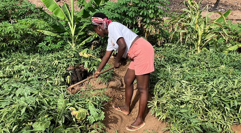 REPORTAGEM: Carla Ribeiro transforma paixão herdada pela terra em negócio agrícola na cidade da Praia
