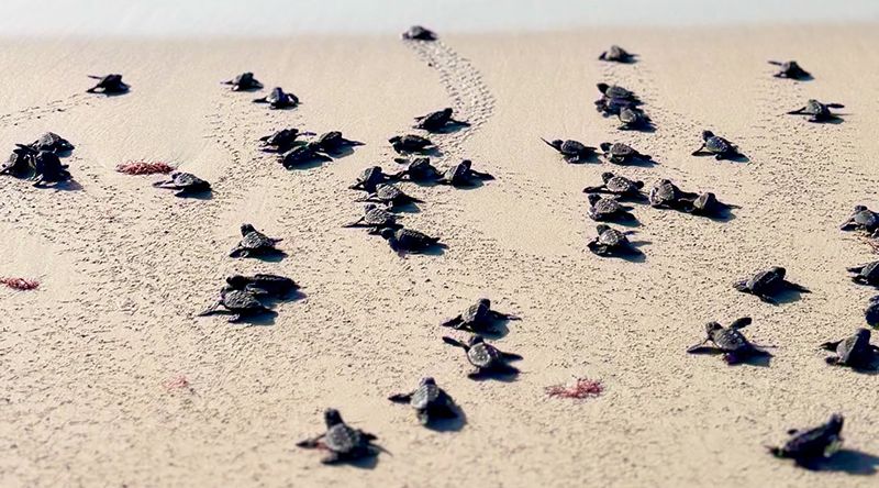 Maio: Temporada de desova regista mais de 11 mil ninhos de tartarugas marinhas