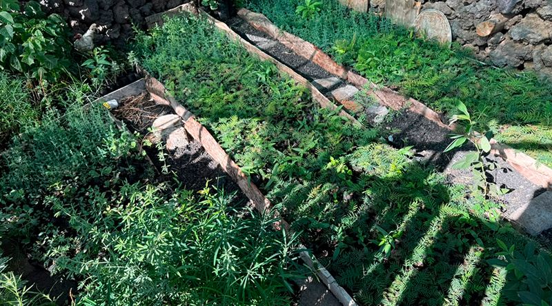 Fogo: Associação Projecto Vitó inicia hoje campanha para fixar mais de seis mil plantas no perímetro de Monte Velha