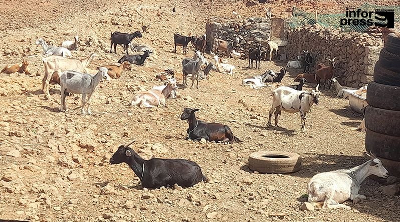 Porto Novo: Criadores de gado da zona baixa diz que demora de chuvas começa a preocupar a classe