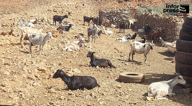 Planalto Norte: Criadores de gado admitem dificuldades para manter o gado com o prolongar da seca