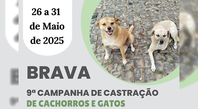 Brava acolhe campanha de castração e desparasitação para controlar população canina