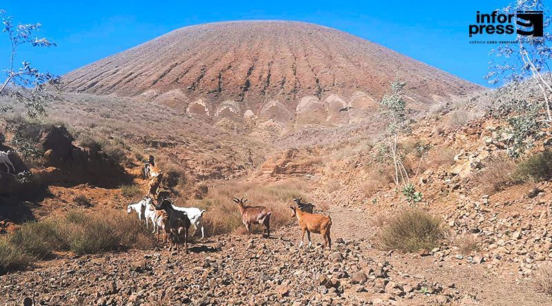 Porto Novo: Escassez de água nas zonas altas leva criadores de gado a pedir apoio ao Ministério da Agricultura