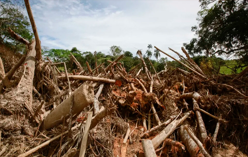 UE aceita adiar um ano entrada em vigor de regras contra desflorestação